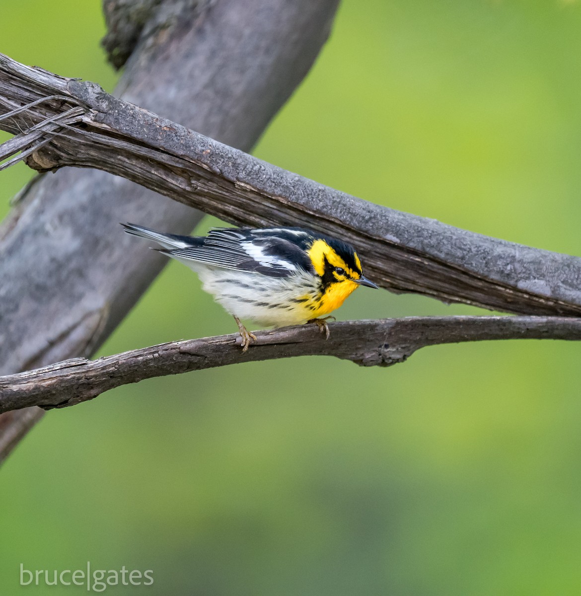 Blackburnian Warbler - ML638191426