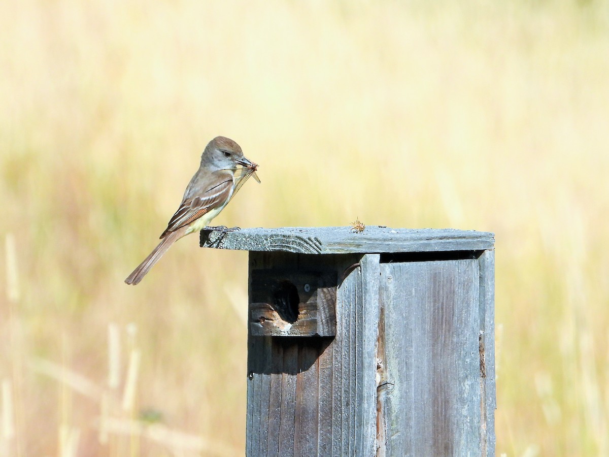Ash-throated Flycatcher - ML638191433