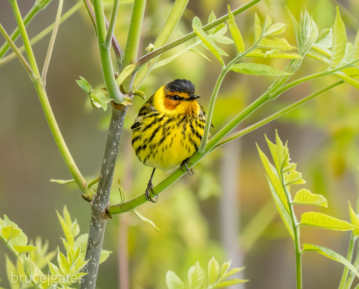 Cape May Warbler - ML638191438