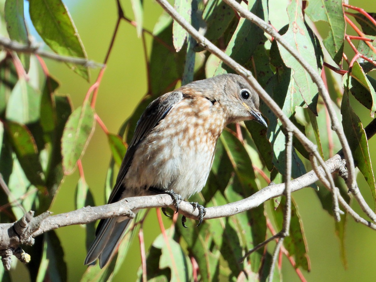 Western Bluebird - ML638191450
