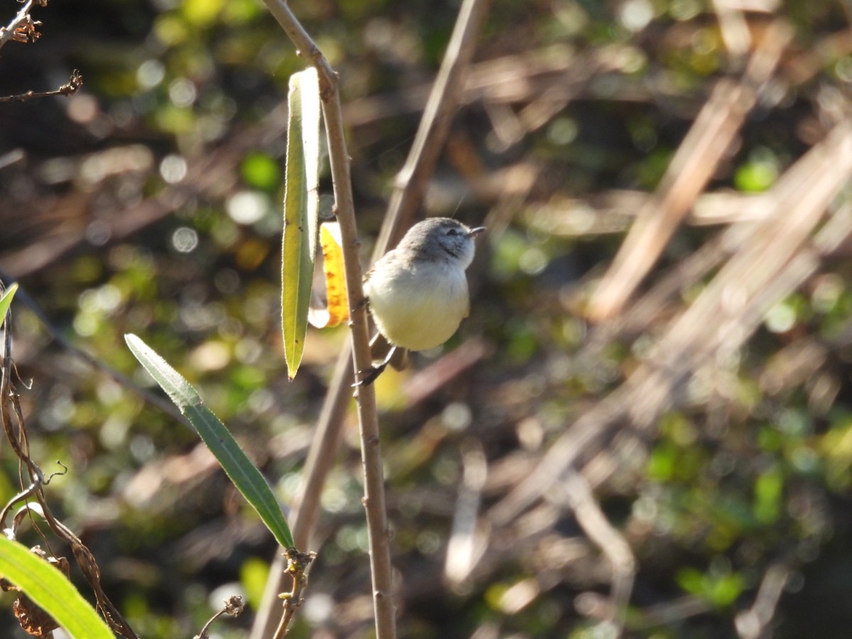 White-crested Tyrannulet - ML638191454