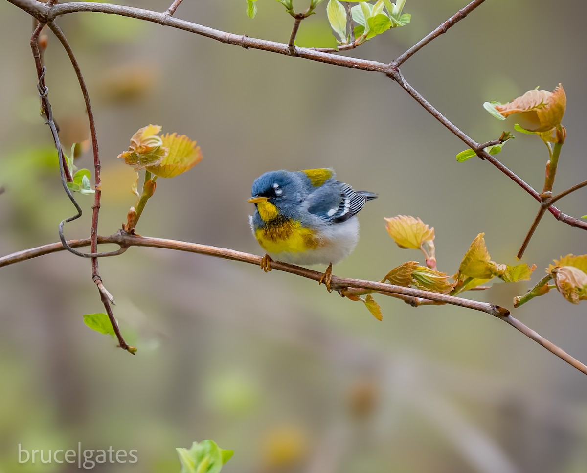 Northern Parula - ML638191470