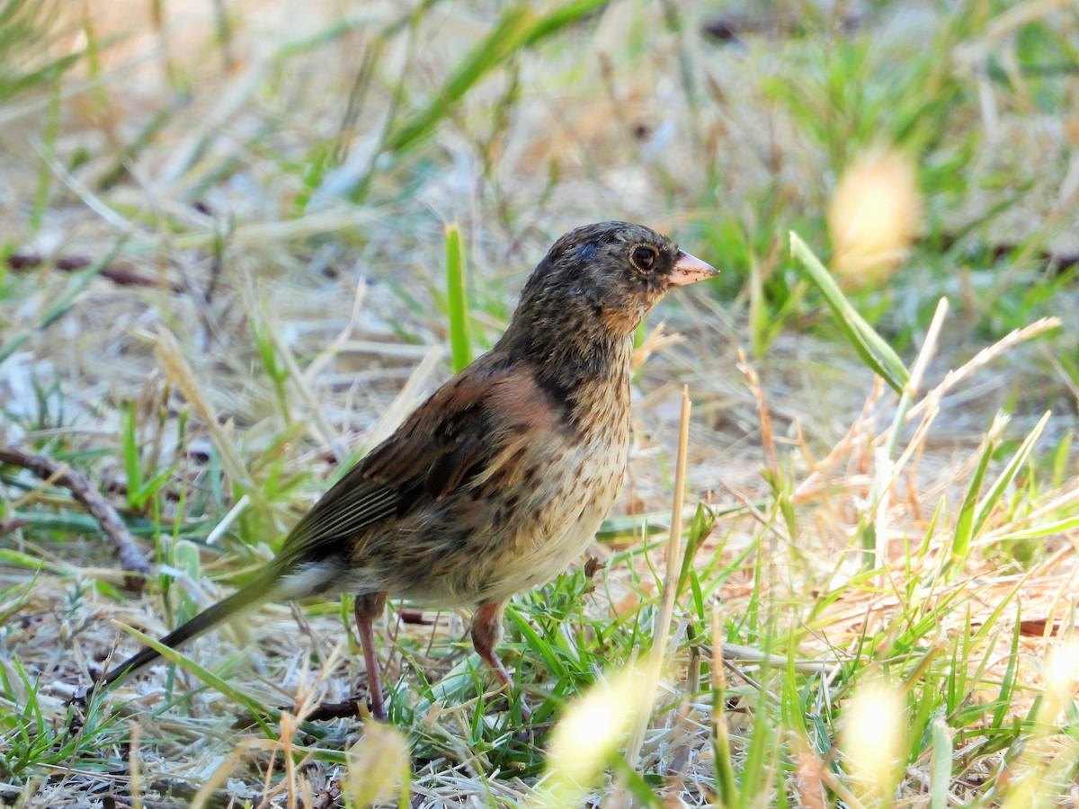 Dark-eyed Junco - ML638191472
