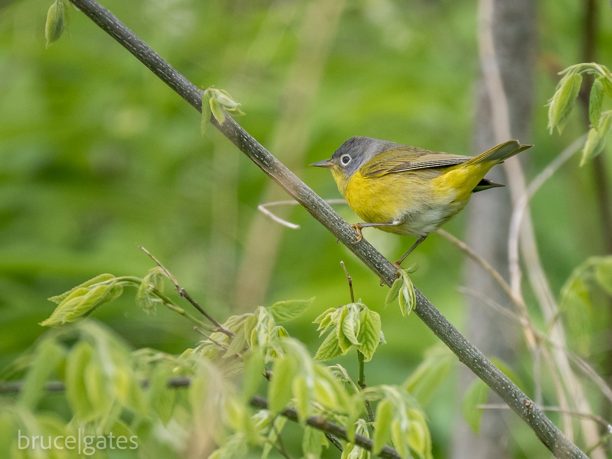 Nashville Warbler - ML638191510