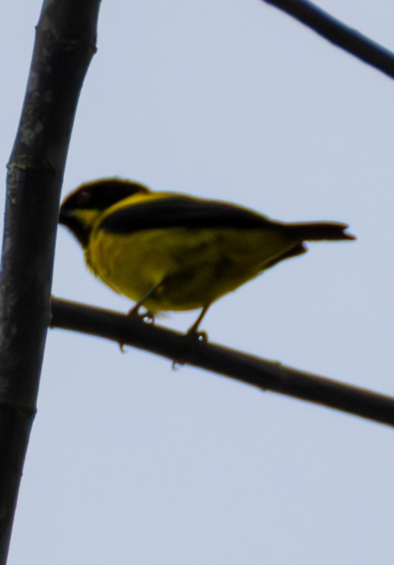 Yellow-bellied Dacnis - ML638191523