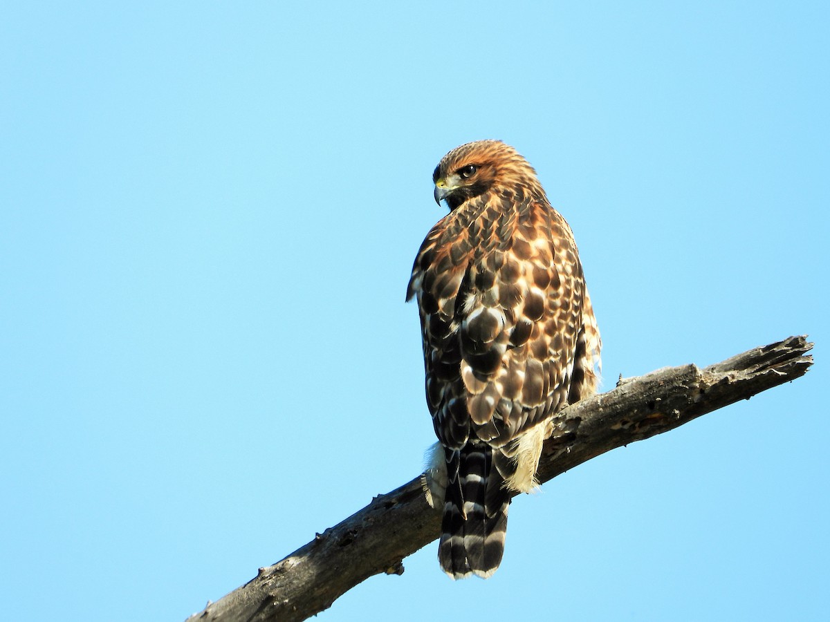 Red-shouldered Hawk - ML638191528