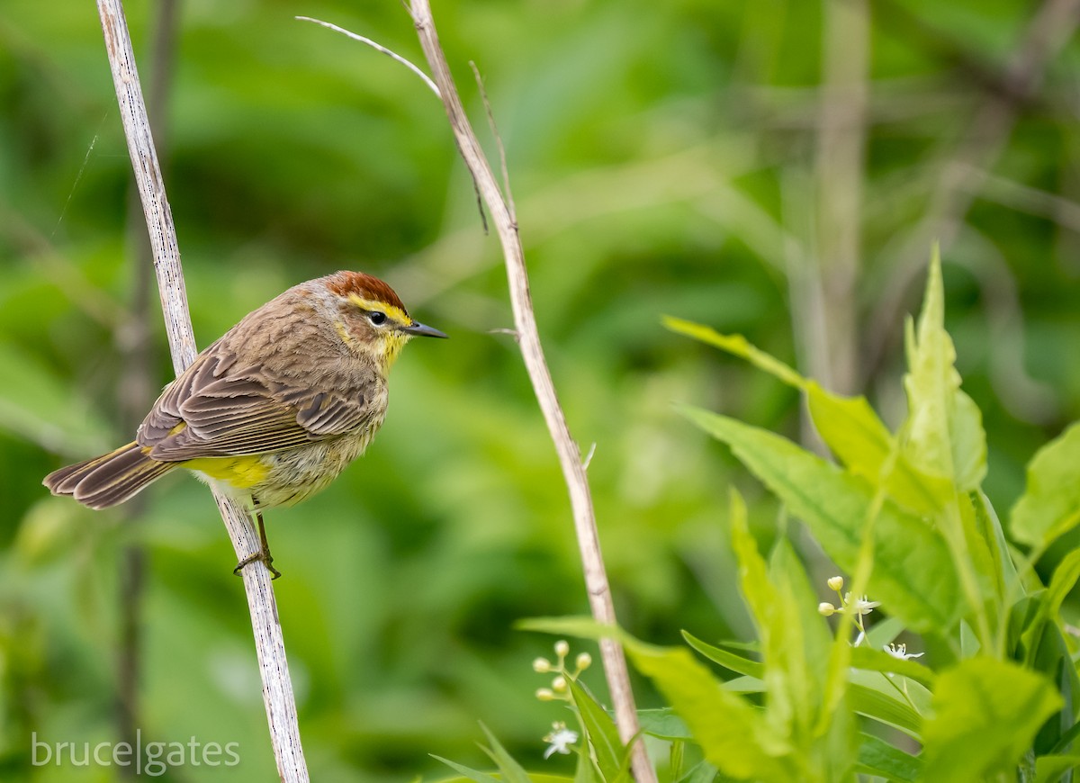 Palm Warbler - ML638191529