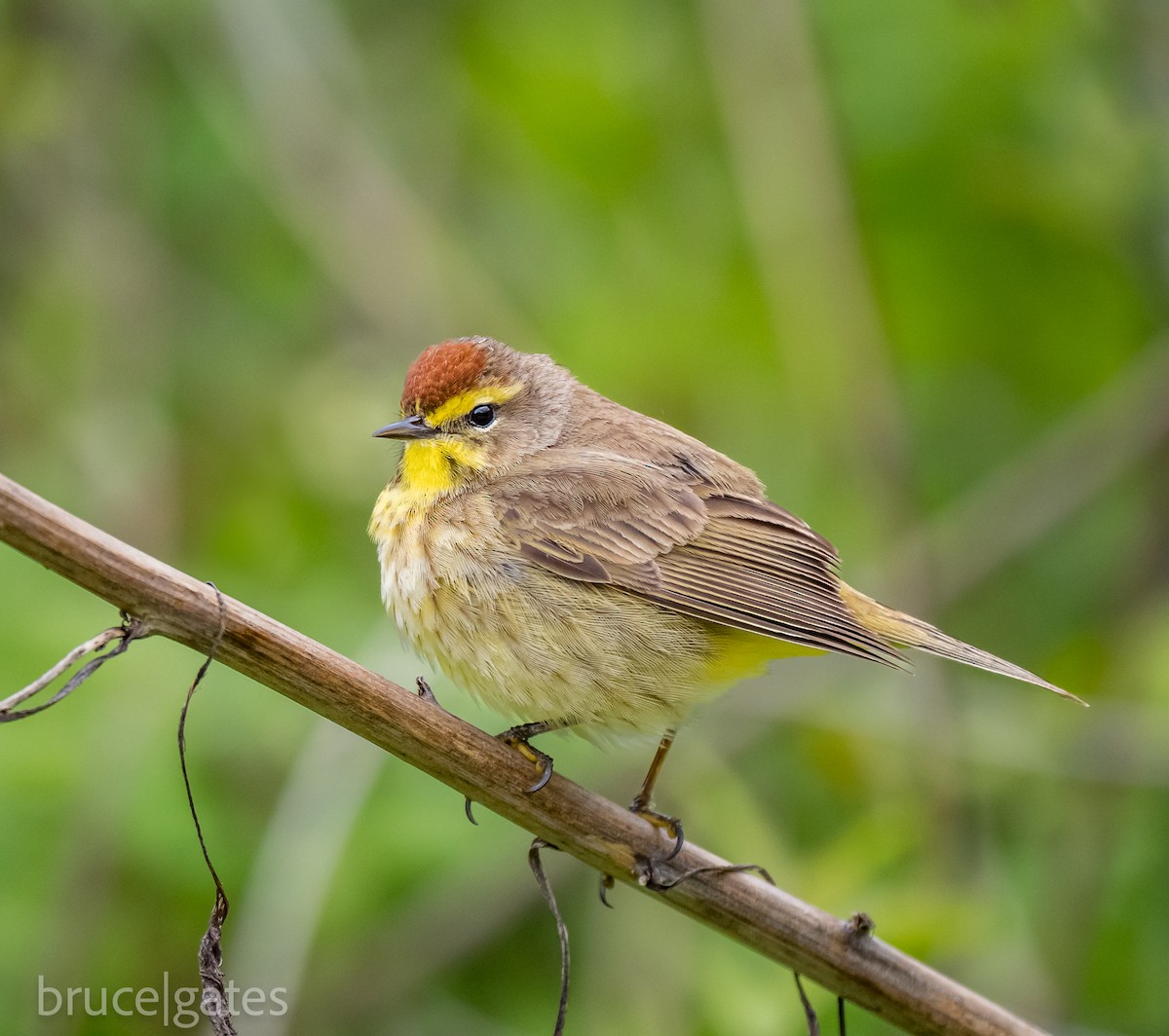 Palm Warbler - ML638191530