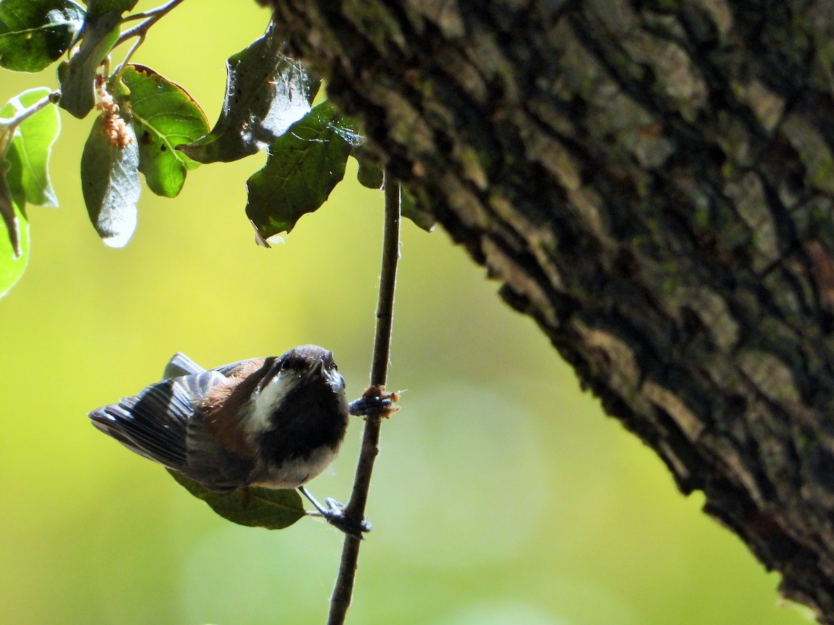Chestnut-backed Chickadee - ML638191536