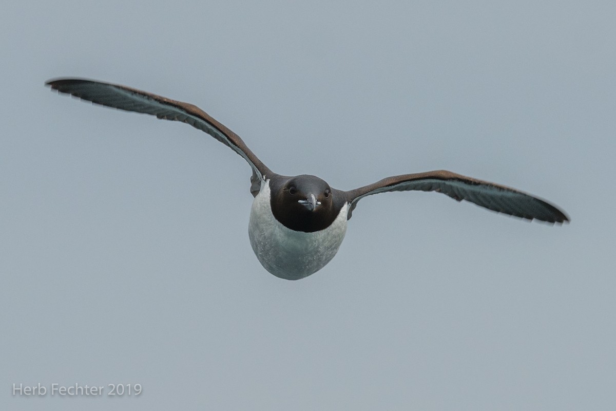 Thick-billed Murre - ML638191552