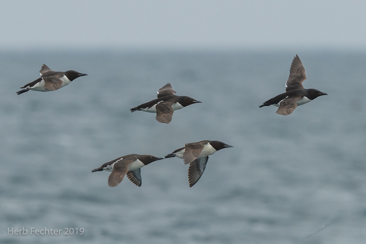 Thick-billed Murre - ML638191554