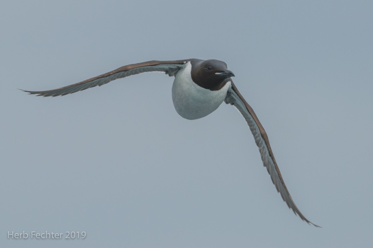Thick-billed Murre - ML638191555