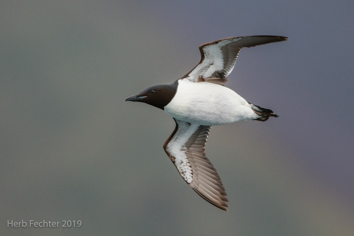 Thick-billed Murre - ML638191556