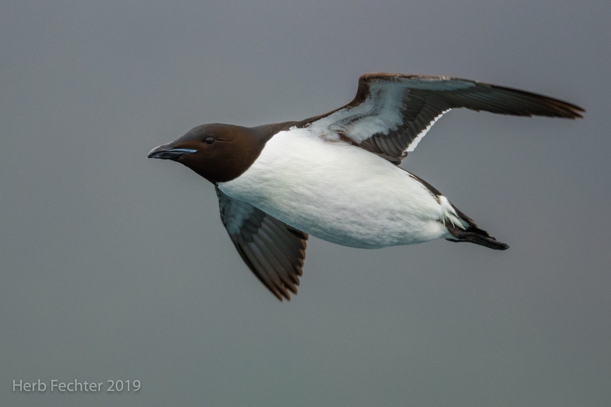 Thick-billed Murre - ML638191557