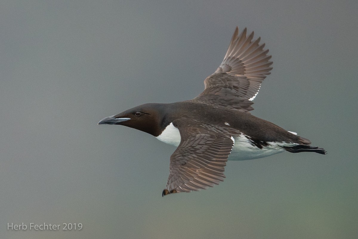 Thick-billed Murre - ML638191559