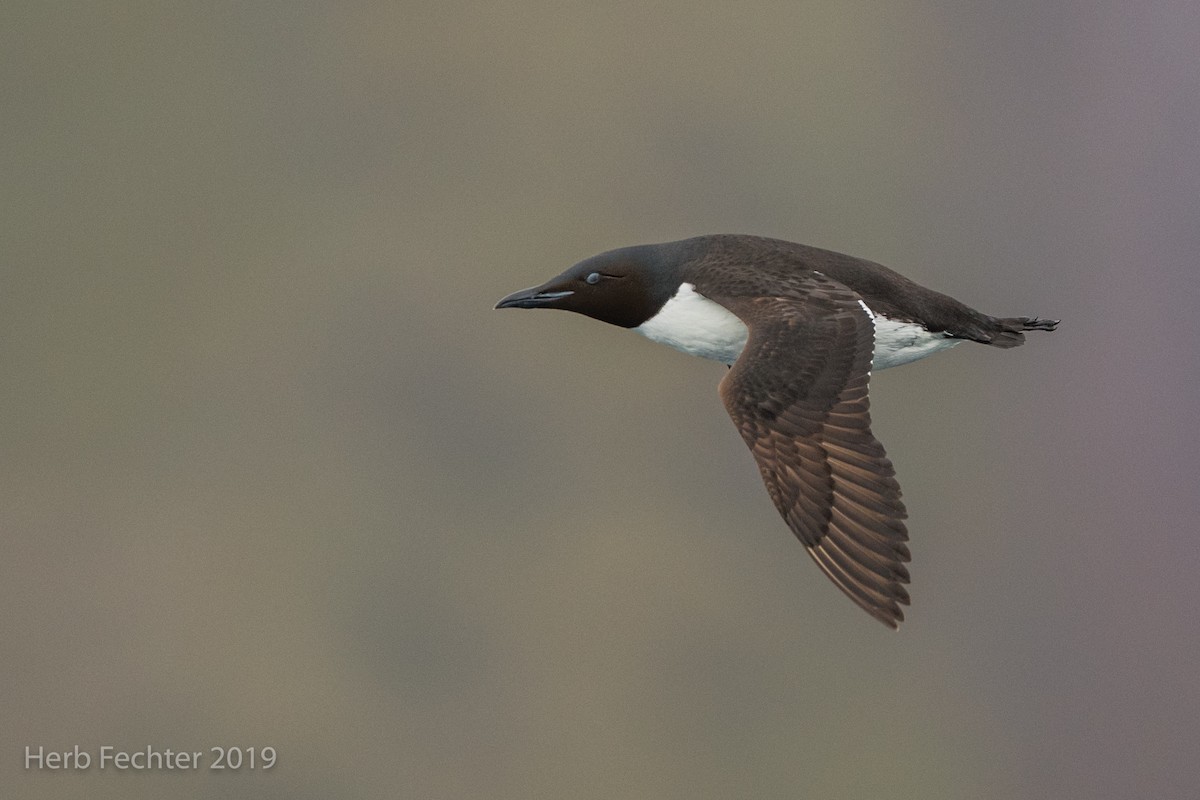 Thick-billed Murre - ML638191560