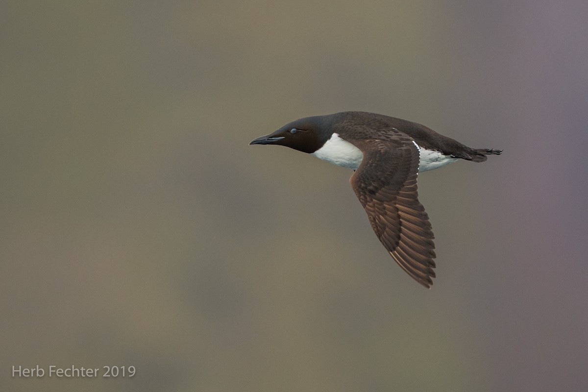 Thick-billed Murre - ML638191561