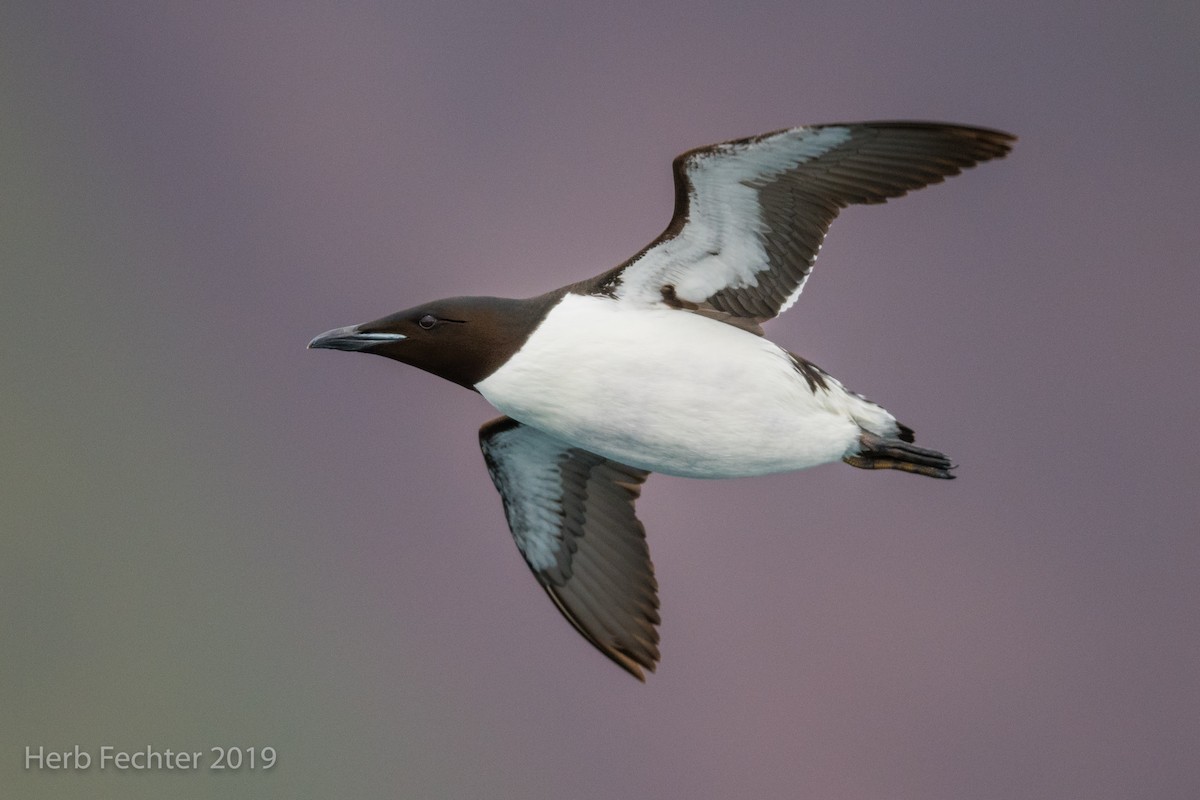 Thick-billed Murre - ML638191562