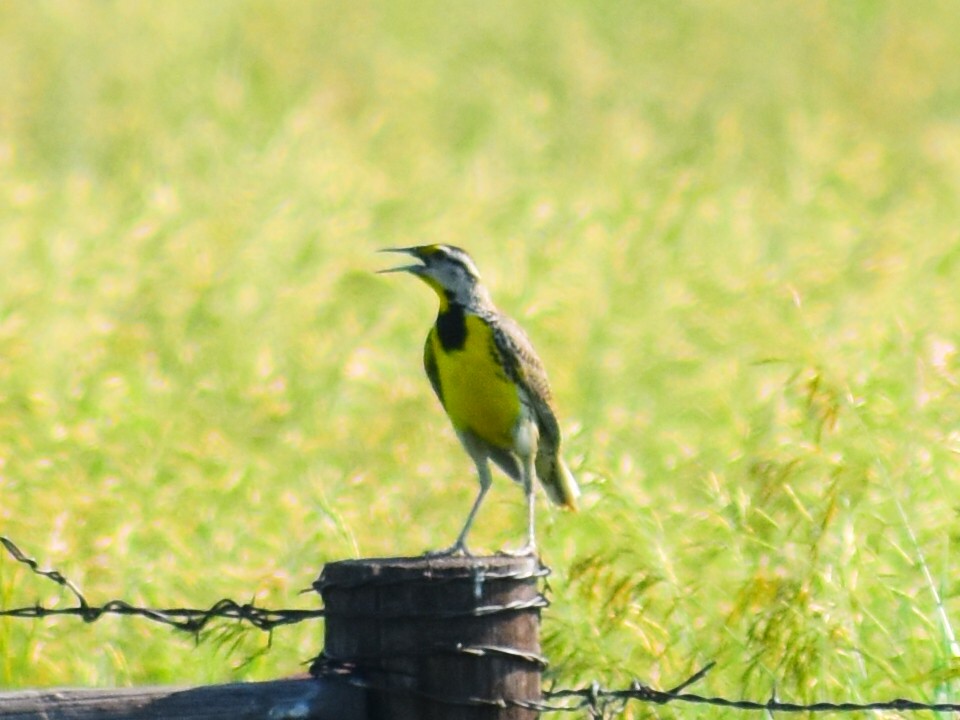 Eastern Meadowlark - ML638191581