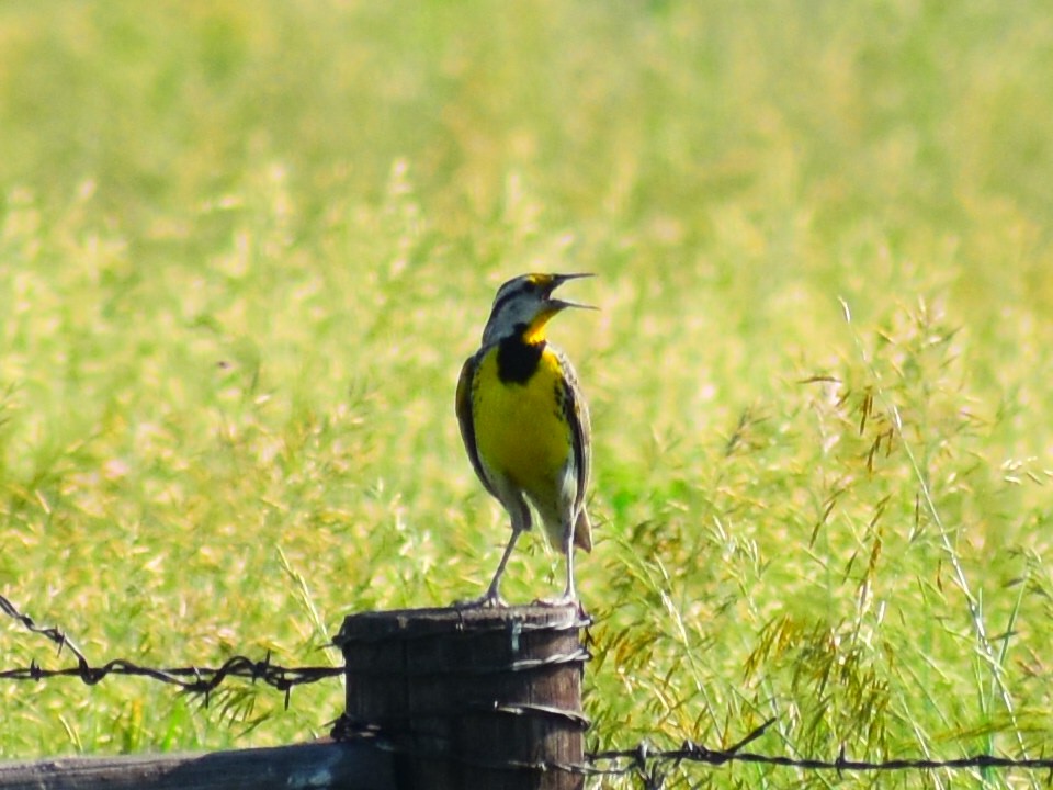 Eastern Meadowlark - ML638191584