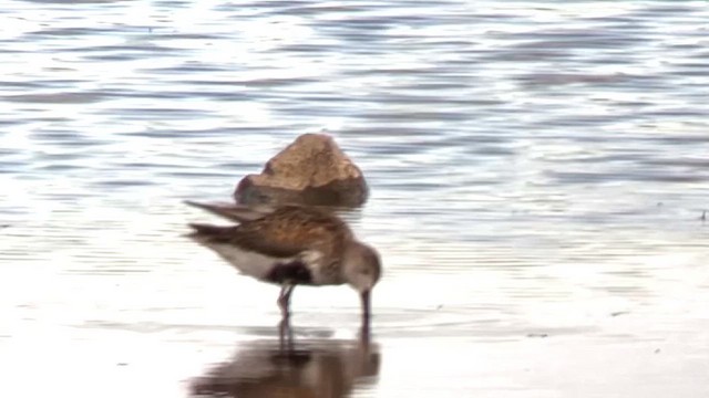Dunlin - ML638191602