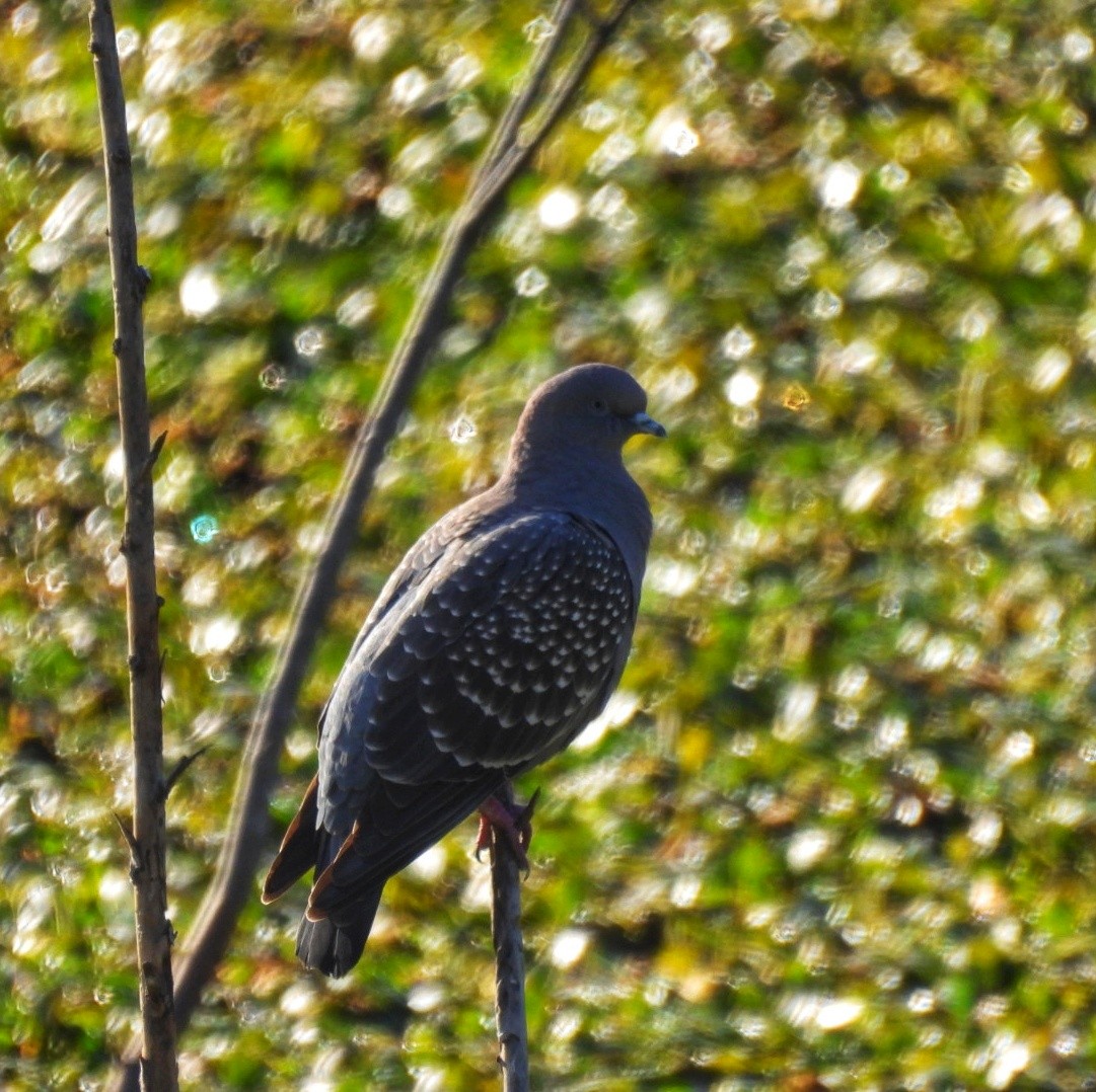 Spot-winged Pigeon - ML638191603
