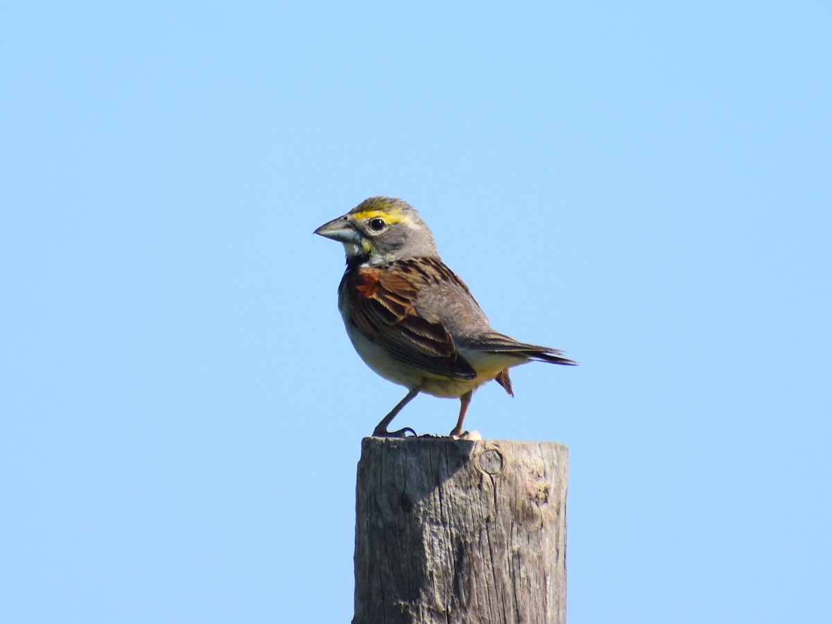 Dickcissel - ML638191625