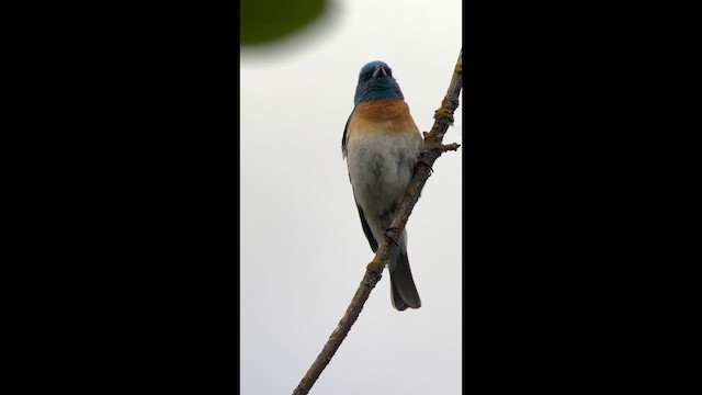 Lazuli Bunting - ML638191644