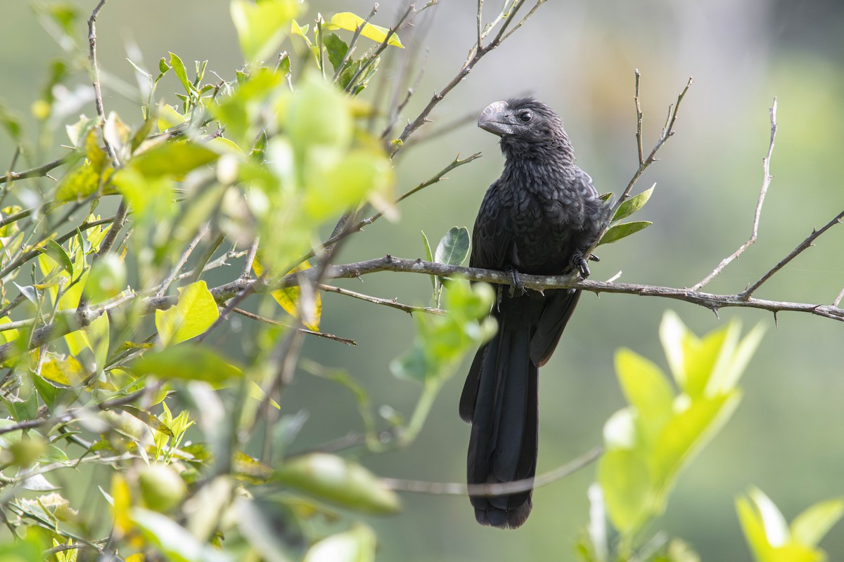 Smooth-billed Ani - ML638191647