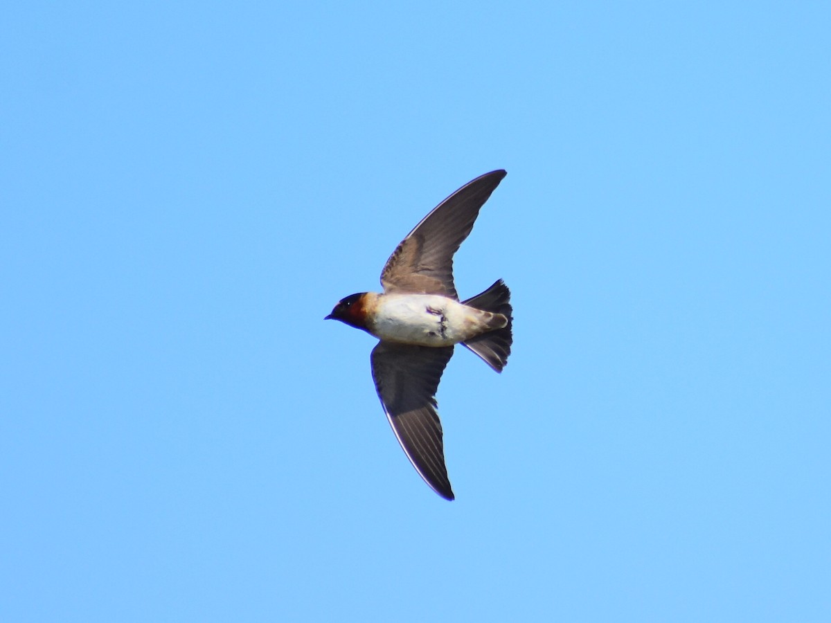 Cliff Swallow - ML638191652