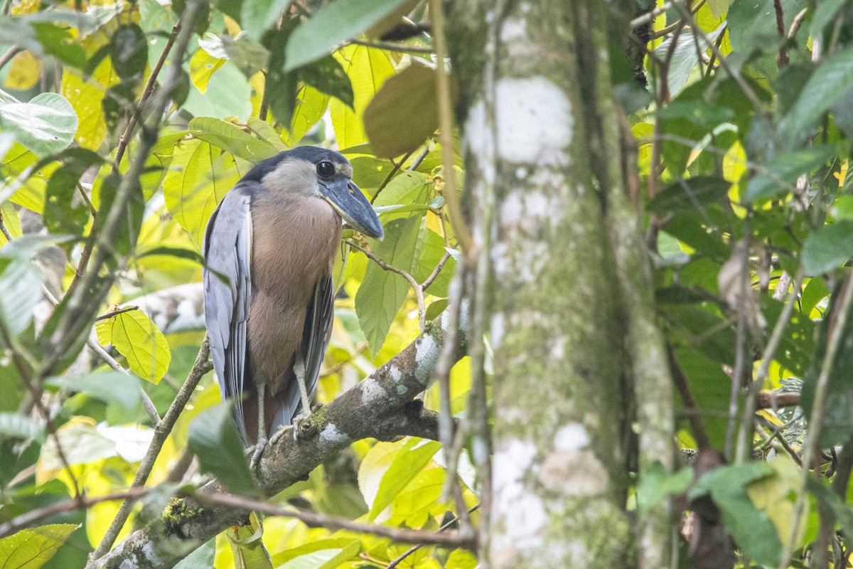 Boat-billed Heron - ML638191657