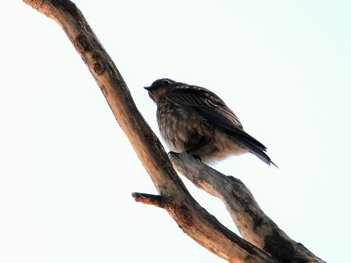 Western Bluebird - ML638191664