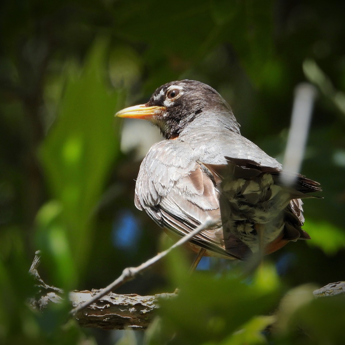 American Robin - ML638191675