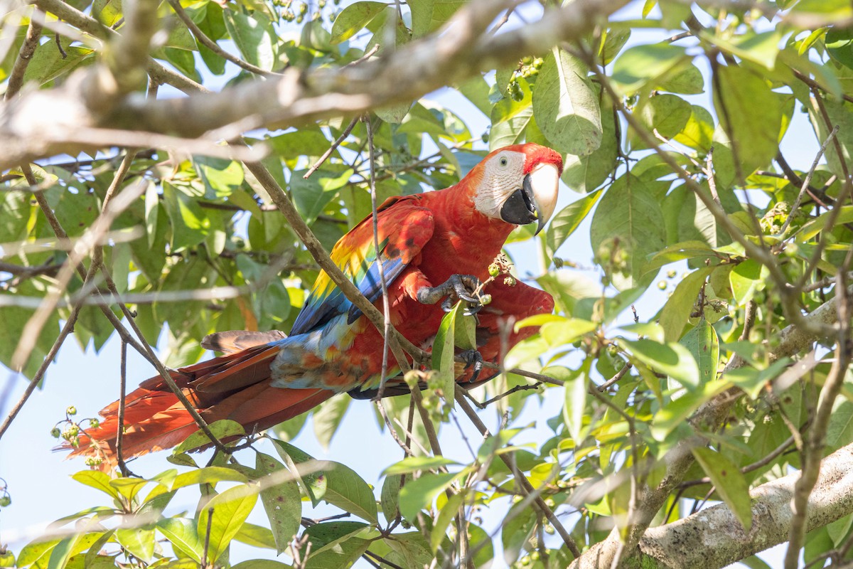 Scarlet Macaw - ML638191688