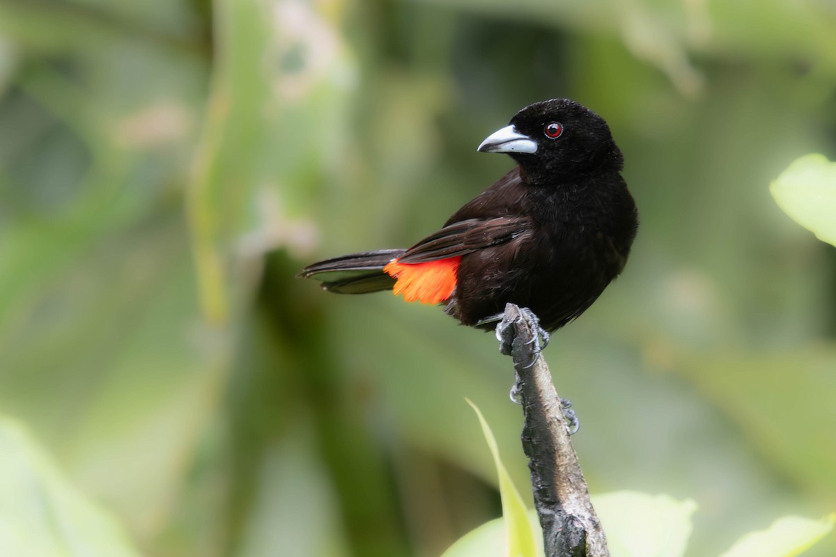Scarlet-rumped Tanager - ML638191701