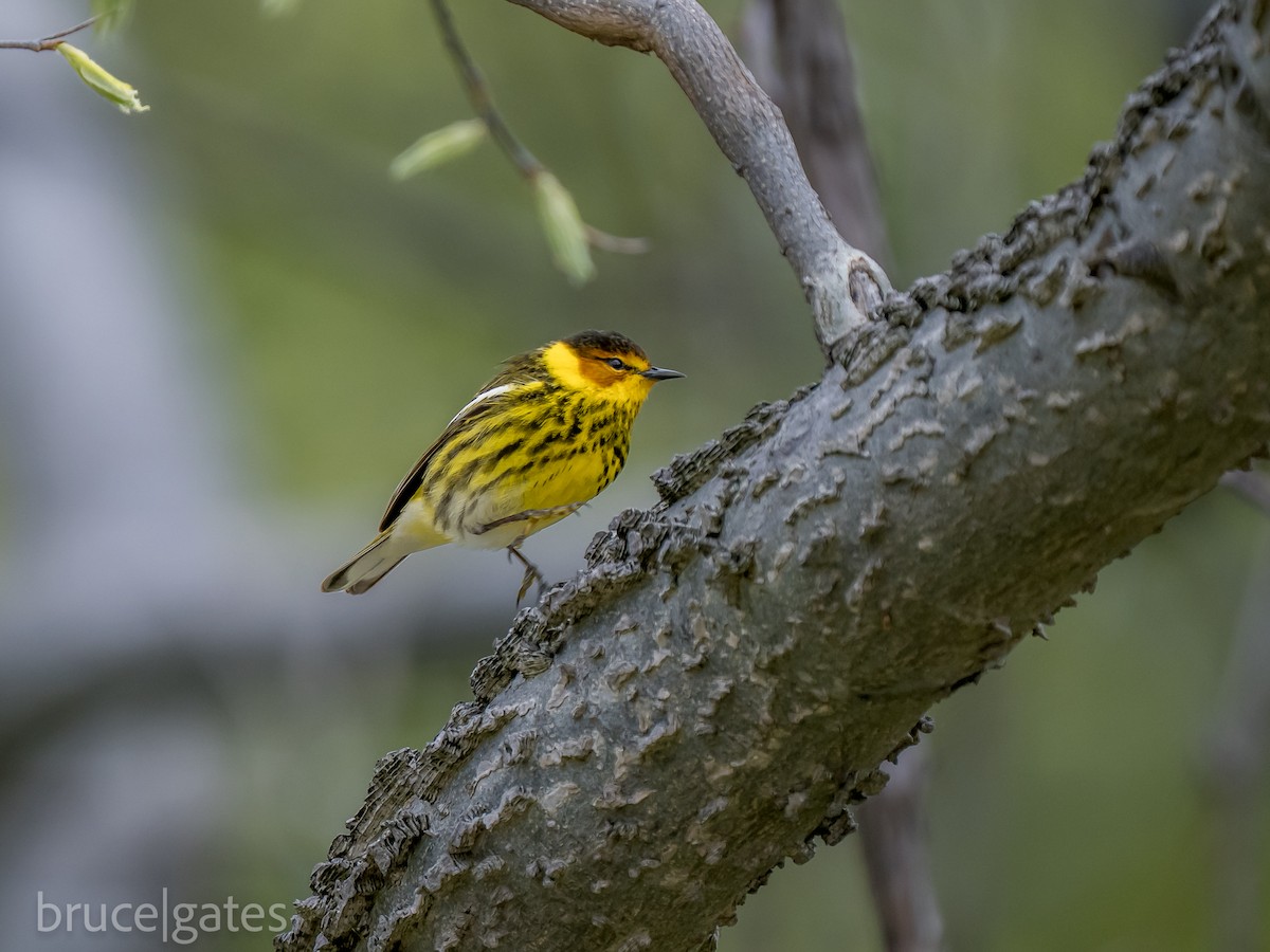 Cape May Warbler - ML638191702