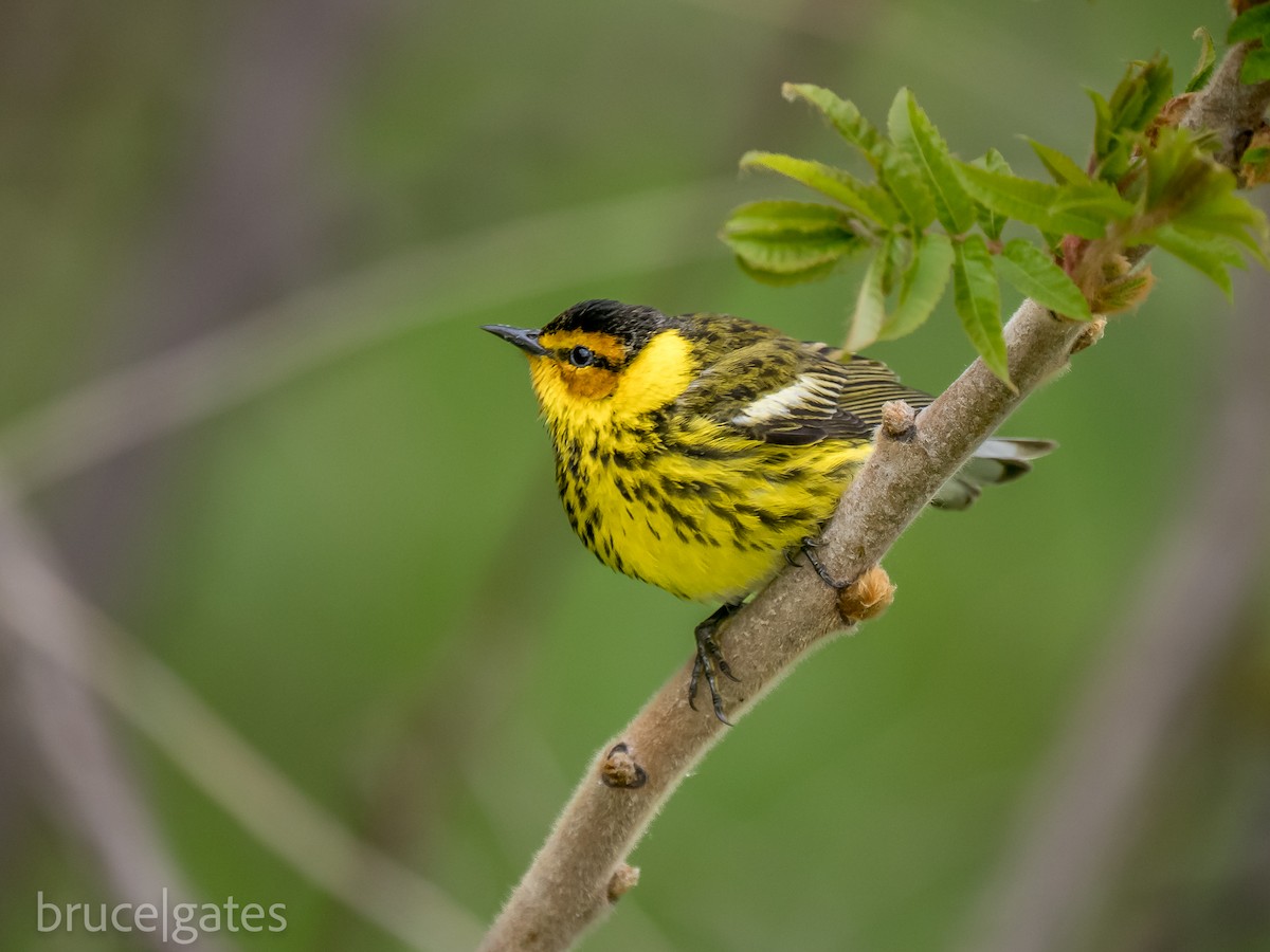 Cape May Warbler - ML638191707