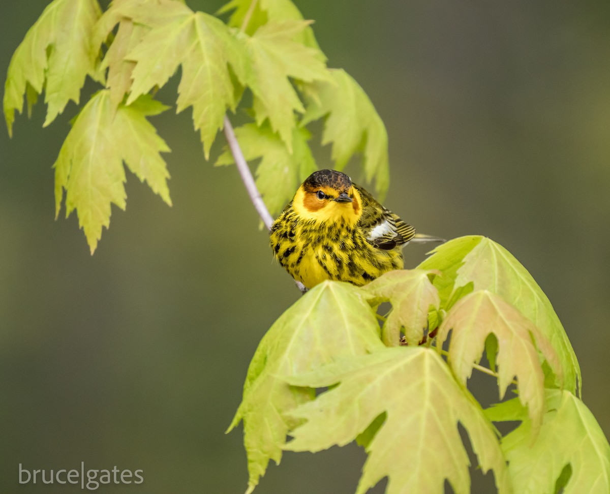 Cape May Warbler - ML638191714