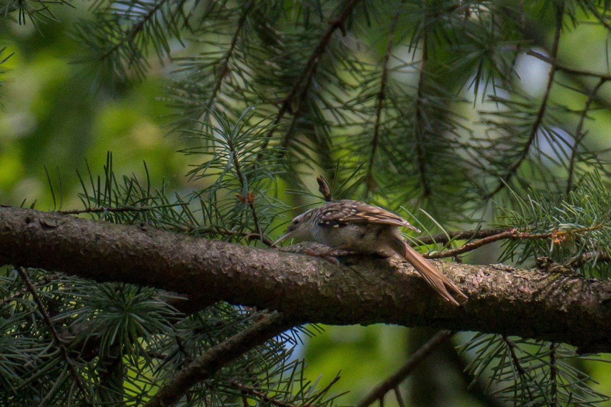 Short-toed Treecreeper - ML638191715