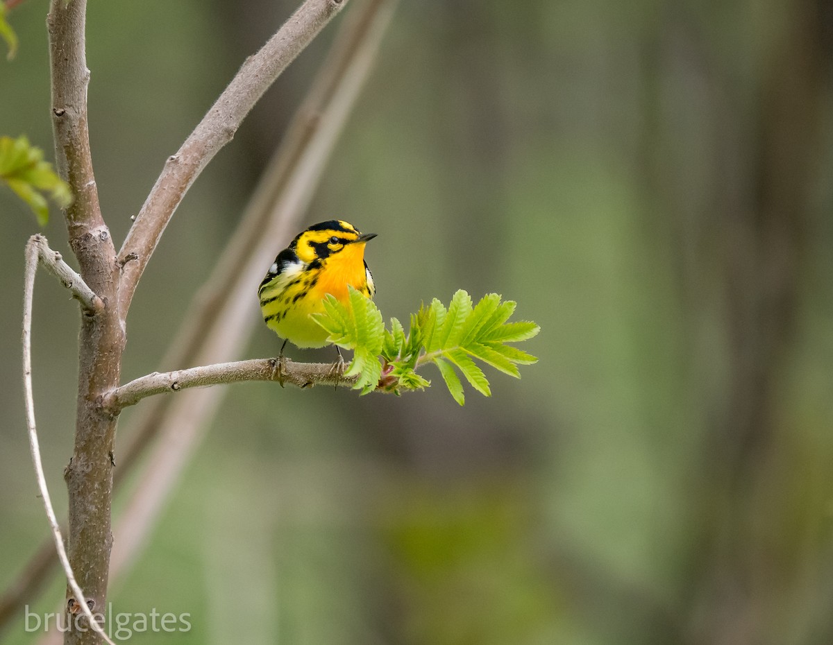 Blackburnian Warbler - ML638191727