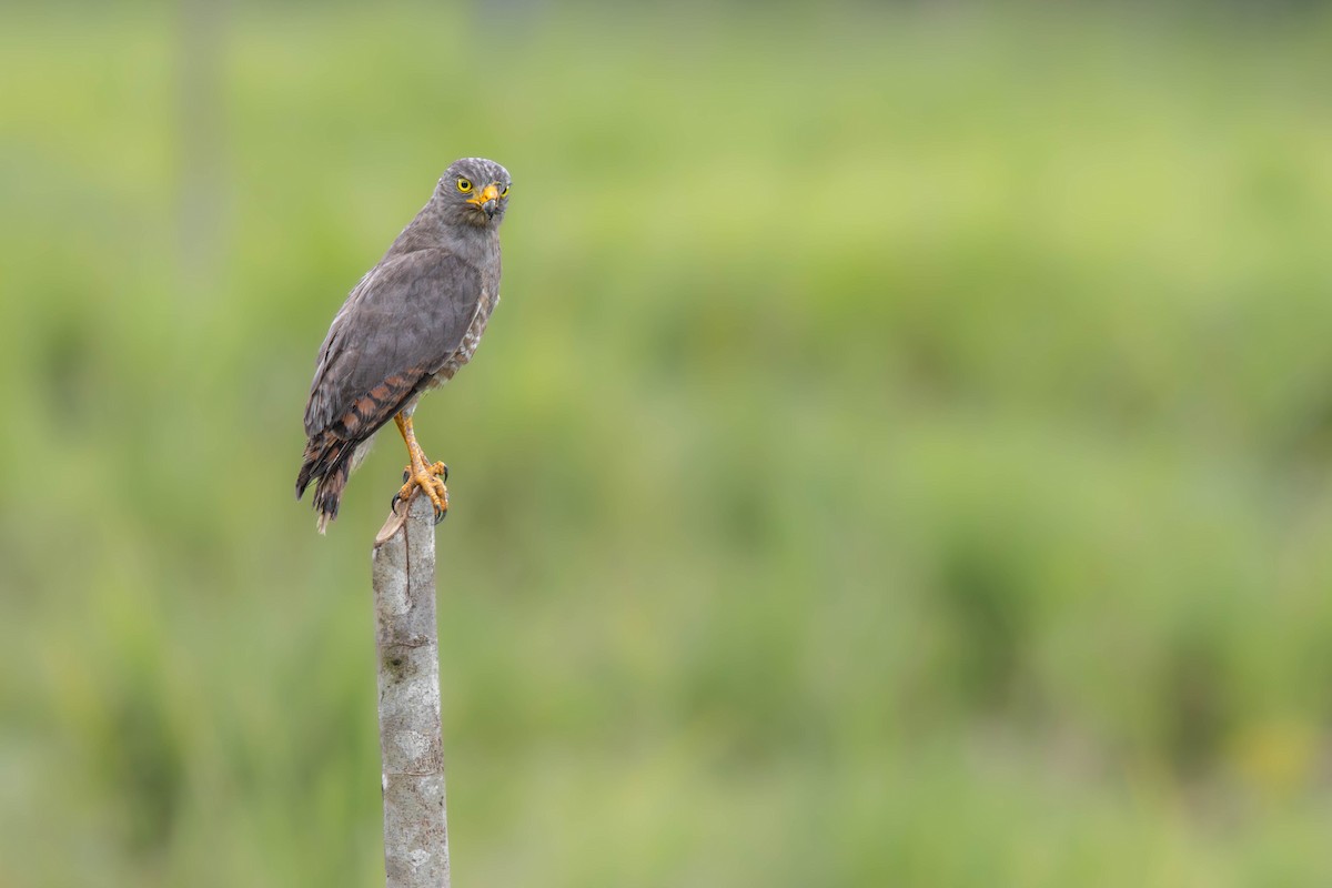 Roadside Hawk - ML638191734