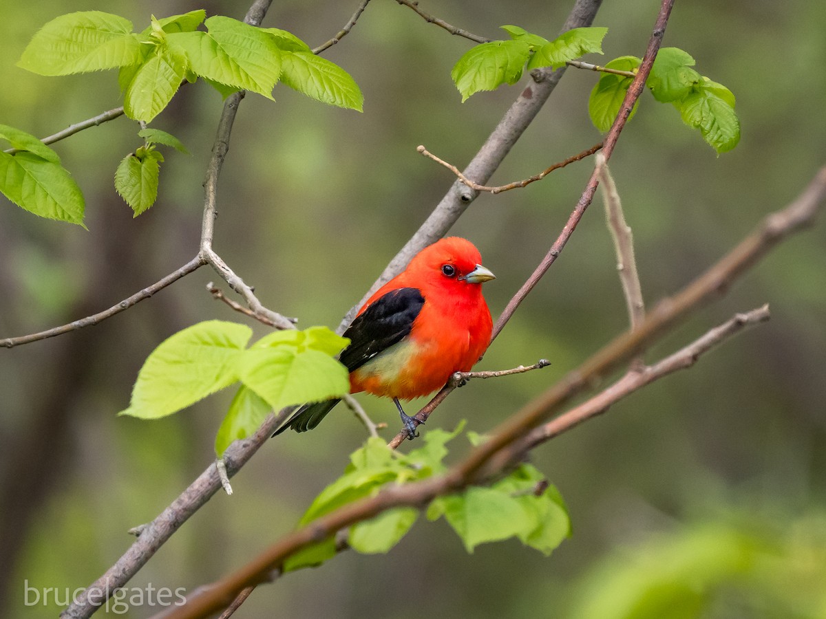 Scarlet Tanager - ML638191744