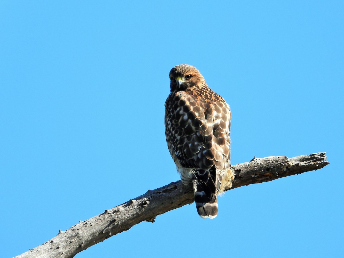 Red-shouldered Hawk - ML638191758