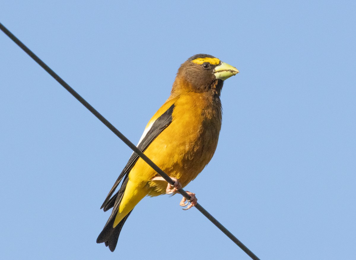 Evening Grosbeak - ML638191765