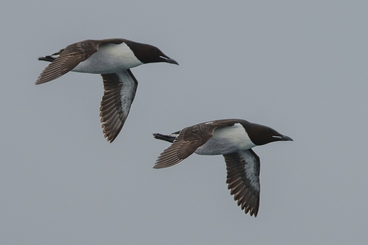 Thick-billed Murre - ML638191779
