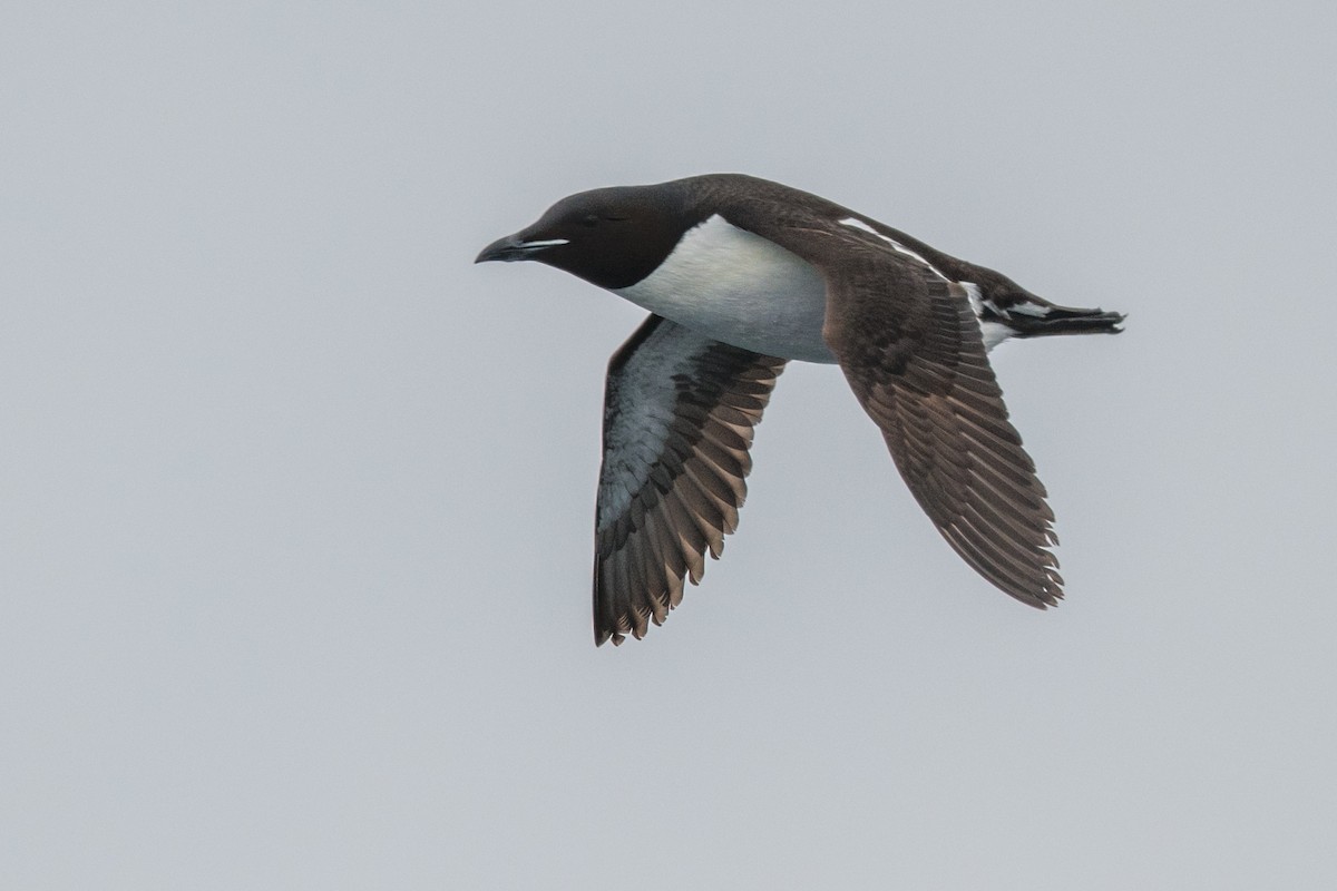 Thick-billed Murre - ML638191780