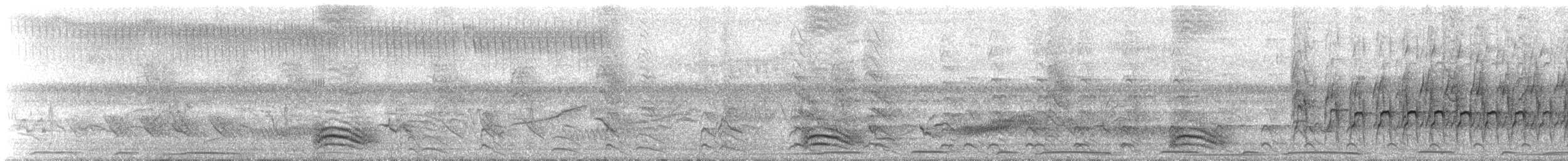 Barred Antshrike - ML638191781