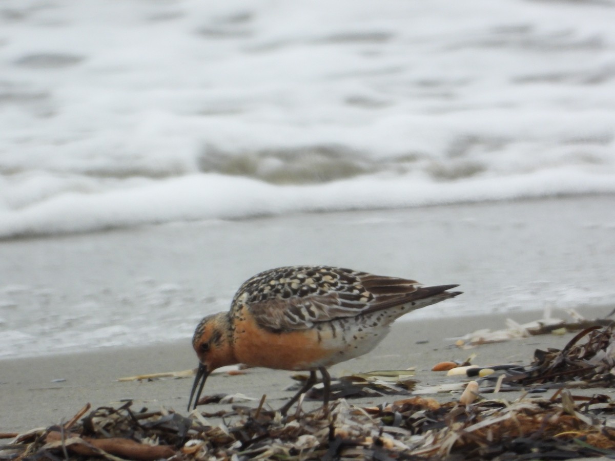 Red Knot - ML638191816