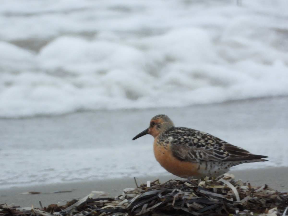 Red Knot - ML638191827