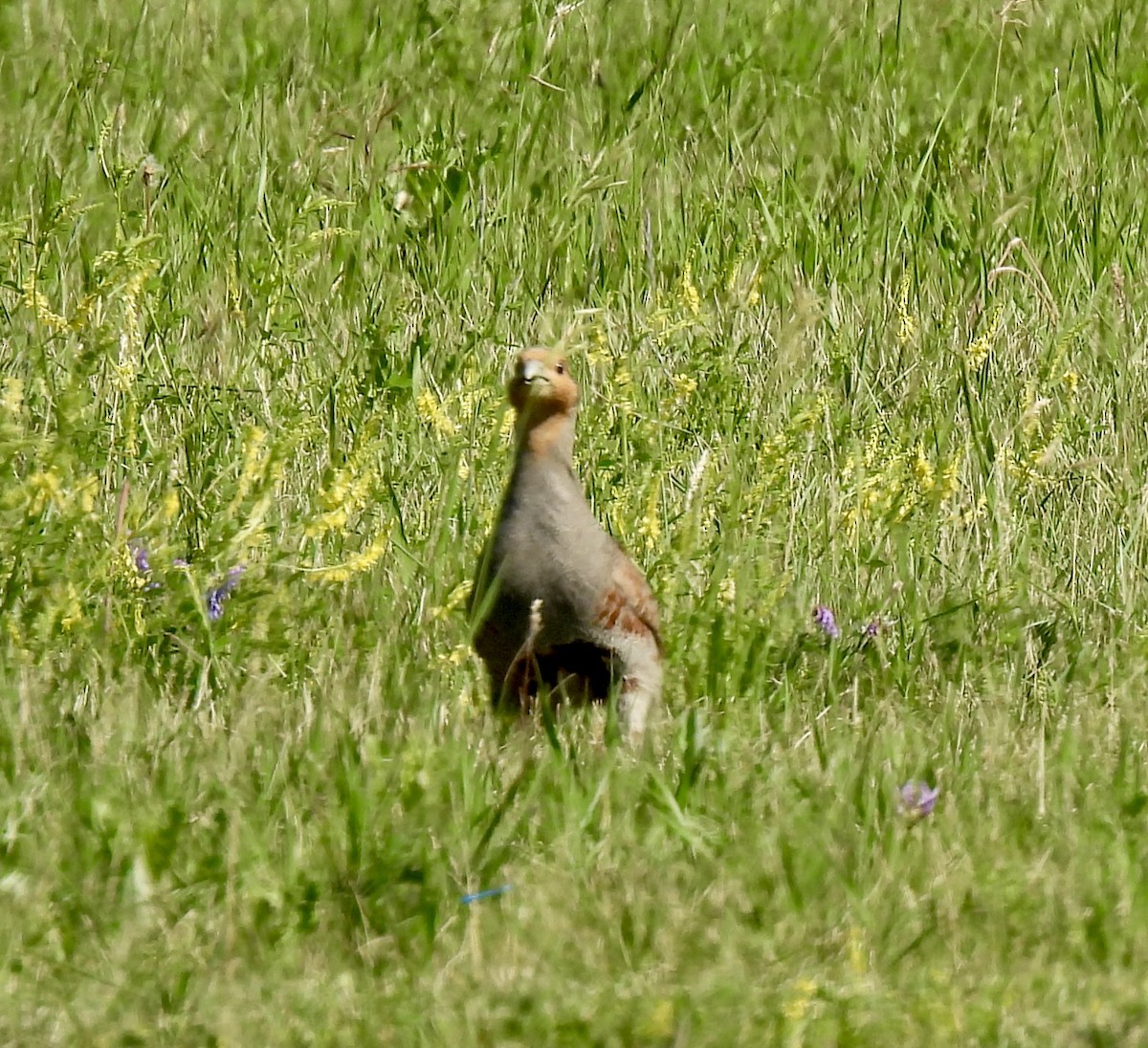 Gray Partridge - ML638191830